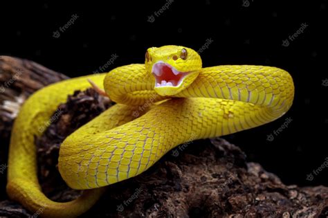 yellow viper snake